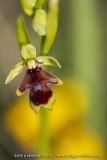 Ophrys aymoninii