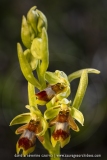 Ophrys aymoninii
