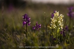 Dactylorhiza sambucina