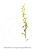Epipactis à feuilles pendantes