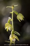 Epipactis à feuilles pendantes