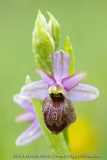 Ophrys aveyronensis