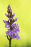 Orchis de Fuchs - Dactylorhiza fuchsii