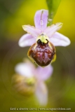 Ophrys aveyronensis