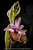 Ophrys de l'Aveyron