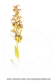 Orchis grenouille ; Frog orchid