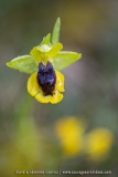 Ophrys jaune