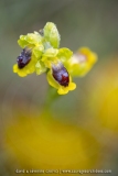 Ophrys lutea