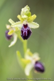 Ophrys passionis