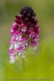 Neotinea ustulata