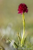 NIgritelle d'Autriche - Gymnadenia austriaca