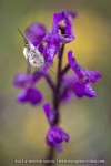 Grand bombyle sur un Orchis bouffon