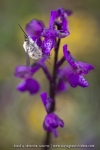 Bombylius major et Anacamptis morio