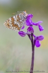 Melitaea phoebe et Anacamptis morio