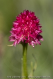 Nigritelle de Cornelia - Gymnadenia corneliana