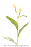 Céphalanthère de Damas, Céphalanthère pâle - Cephalanthera damasonium