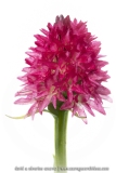 Nigritelle de Cornelia - Gymnadenia corneliana
