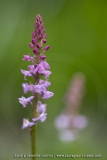 Orchis très odorant (Gymnadénie) - Gymnadenia odoratissima