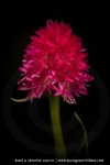 Orchis vanille (Nigritelle vanille) - Gymnadenia rhellicani)