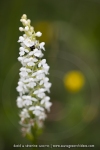 Orchis moustique albinos, Gymnadénie - Gymnadenia conopsea