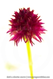 Nigritelle d'Autriche - Gymnadenia austriaca
