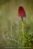 NIrgritelle du Mont Cenis - Gymnadenia cenisia