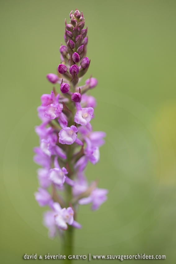 Orchis très odorant (Gymnadénie) - Gymnadenia odoratissima