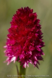 NIrgritelle du Mont Cenis - Gymnadenia cenisia