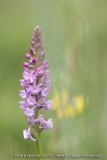 Orchis très odorant (Gymnadénie) - Gymnadenia odoratissima