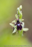Ophrys insectifera