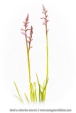 Orchis très odorant