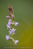 Orchis très odorant (Gymnadénie) - Gymnadenia odoratissima