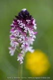 Orchis brûlé - Neotinea ustulata
