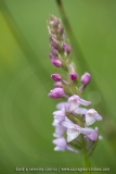 Orchis très odorant