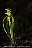 Orchis nain des Alpes  - Chamorchis alpina
