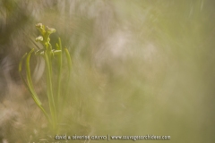 Orchis nain des Alpes  - Chamorchis alpina