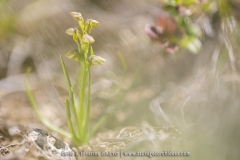 Orchis nain des Alpes  - Chamorchis alpina