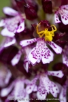 Thomise enflée sur un Orchis pourpre