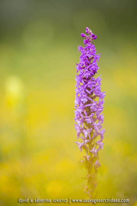 Orchis moustique, Gymnadénie - Gymnadenia conopsea