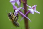 Abeille domestique et Orchis moustique (Gymnadénie) - Gymnadenia conopsea