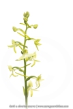 Platanthère à deux feuilles, Orchis à deux feuilles - Platanthera bifolia