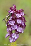 Ascalaphe soufré sur un Orchis pourpre