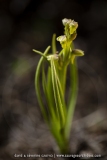 Orchis nain des Alpes  - Chamorchis alpina