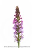 Orchis très odorant (Gymnadénie) - Gymnadenia odoratissima