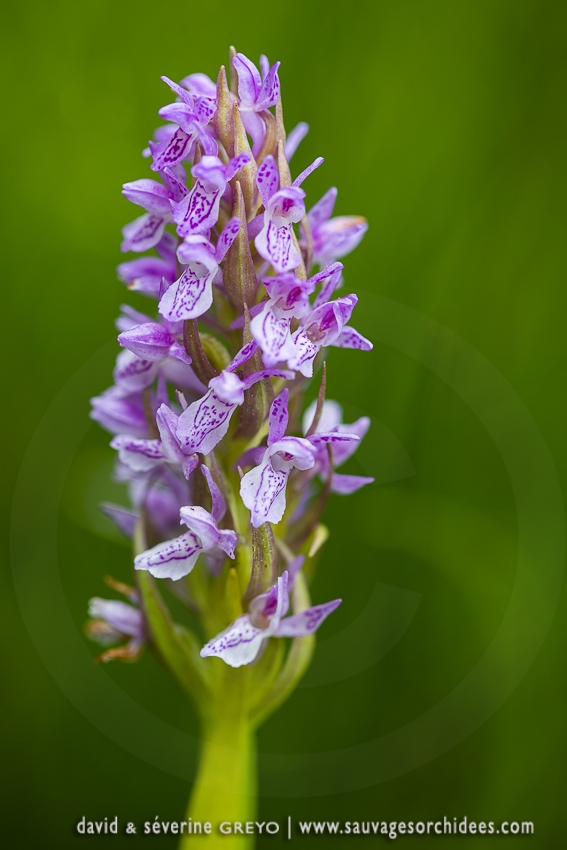 Orchis incarnat - Dactylorhiza incarnata