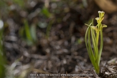 Orchis nain des Alpes  - Chamorchis alpina