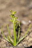 Orchis nain des Alpes  - Chamorchis alpina