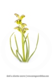 Orchis nain des Alpes ; False musk orchid