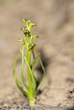Orchis nain des Alpes  - Chamorchis alpina
