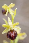 Ophrys exaltata subsp. marzuola